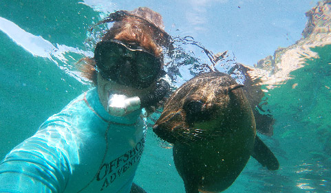 Swim with seals