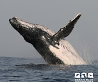 Whale and dolphin viewing