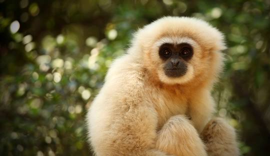 Monkeyland
