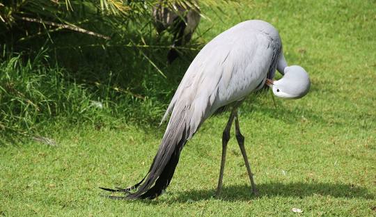 Birds Of Eden