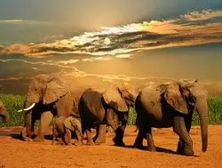 Addo Elephant Experience