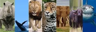Addo Elephant Experience