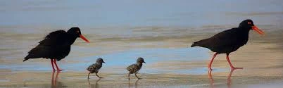 Birding Tours