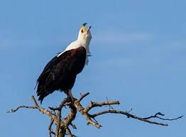 Birding Tours
