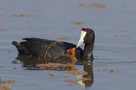 Birding Tours