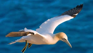 Birding Tours