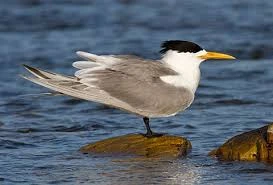 Birding Tours