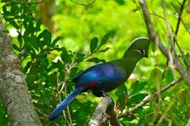Birding Tours