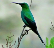 Birding Tours