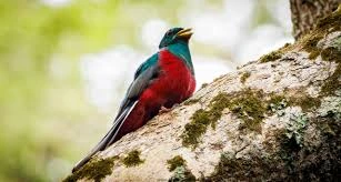 Birding Tours