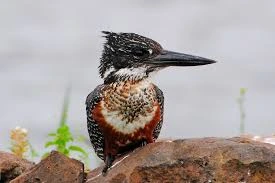 Birding Tours