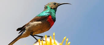 Birding Tours