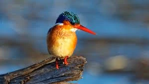 Birding Tours