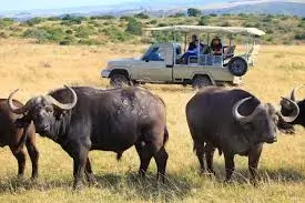 Game Drive