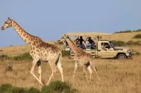 Game Drive