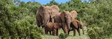 Wildlife Safari