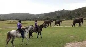 Horse Rides